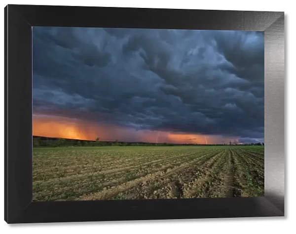 Stormy Sunset with Lightning Stikes over Young Maize (Corn) Crops, Magaliesburg, Gauteng Province, South Africa