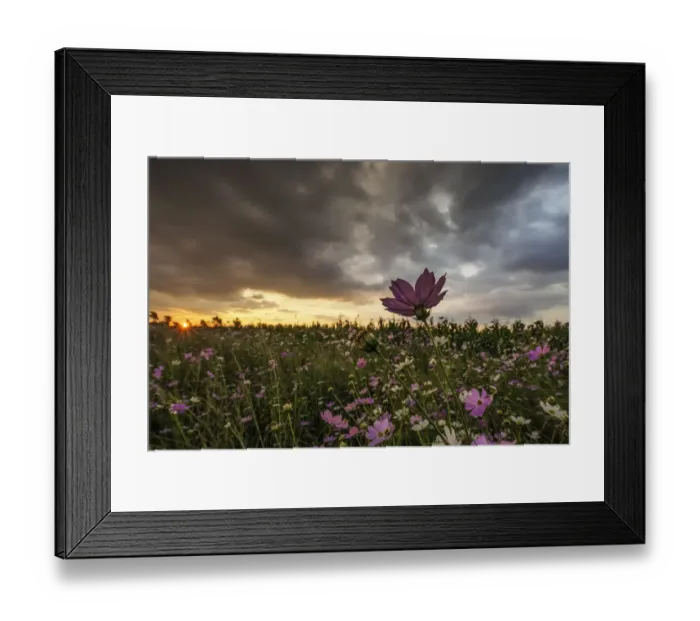 Framed Print : Pink and White Cosmos (Bidens formosa) Wildflowers Landscape at Sunset, Magaliesburg, Gauteng Province, South Africa Framed Print : Pink and White Cosmos (Bidens formosa) Wildflowers Landscape at Sunset, Magaliesburg, Gauteng Province, South Africa
