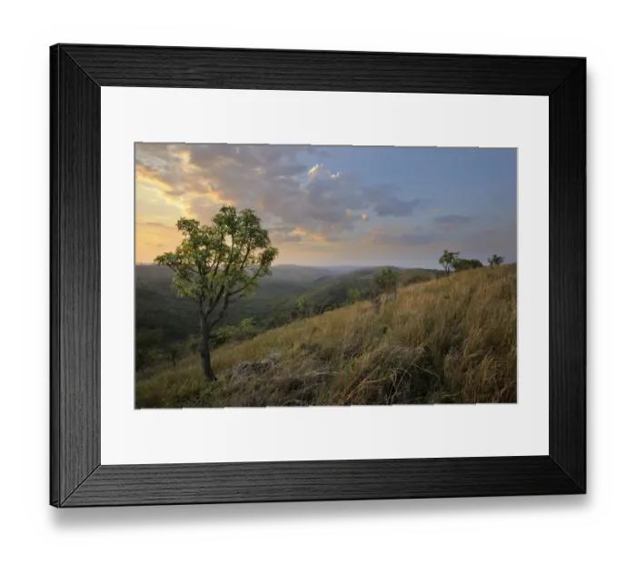 Framed Print : africa, bare trees, beauty in nature, bushveld, cloud, clouds, color image, colour image Framed Print : africa, bare trees, beauty in nature, bushveld, cloud, clouds, color image, colour image