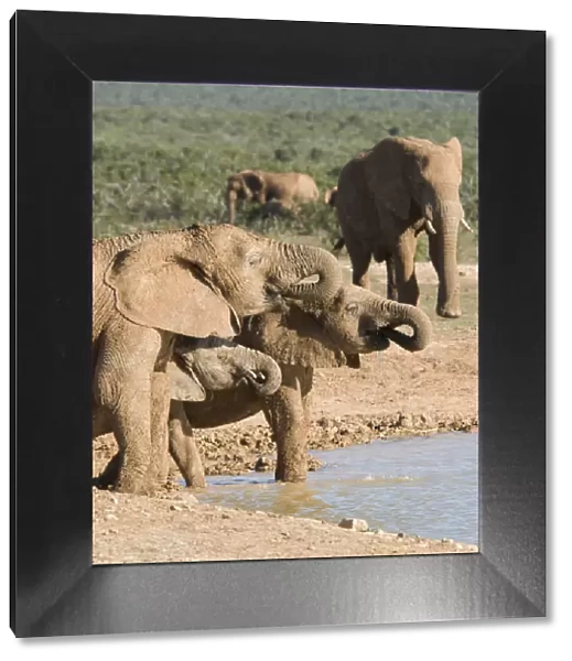 addo, african bush elephant, african elephant, animal family, animal themes, bull