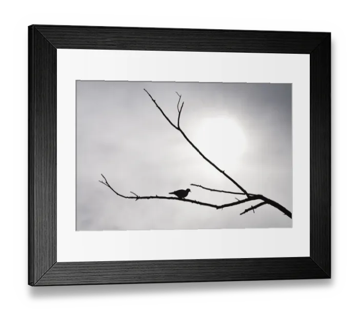 Framed Print : Silhouetted Ring-necked dove on branch against overcast grey sky, Pilanesberg National Park, South Africa Framed Print : Silhouetted Ring-necked dove on branch against overcast grey sky, Pilanesberg National Park, South Africa