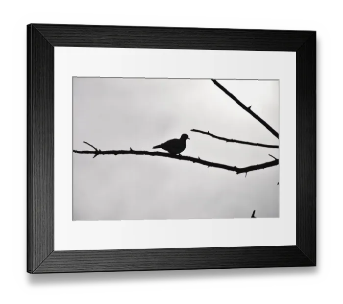 Framed Print : Silhouetted Ring-necked dove on branch against overcast grey sky, Pilanesberg National Park, South Africa Framed Print : Silhouetted Ring-necked dove on branch against overcast grey sky, Pilanesberg National Park, South Africa