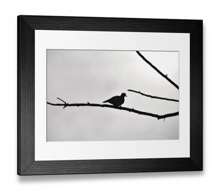 Framed Print : Silhouetted Ring-necked dove on branch against overcast grey sky, Pilanesberg National Park, South Africa