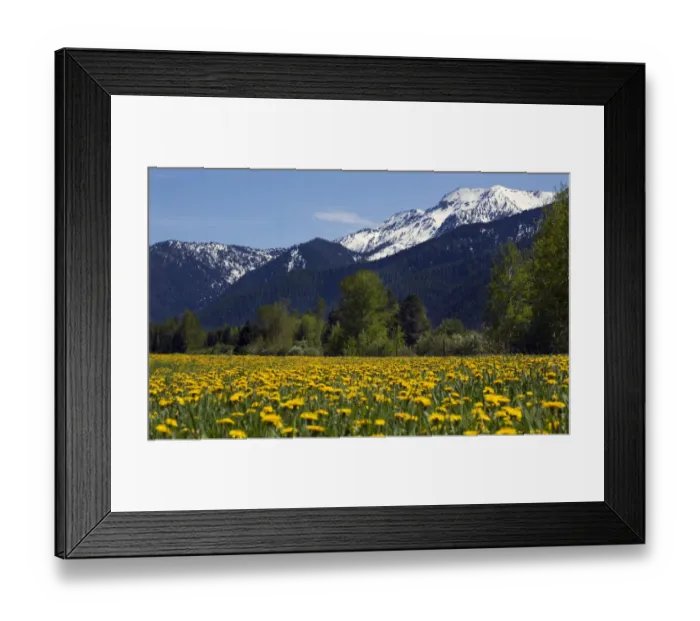 Framed Print : Yellow flower farm near Glacier National Park, Montana, USA Framed Print : Yellow flower farm near Glacier National Park, Montana, USA