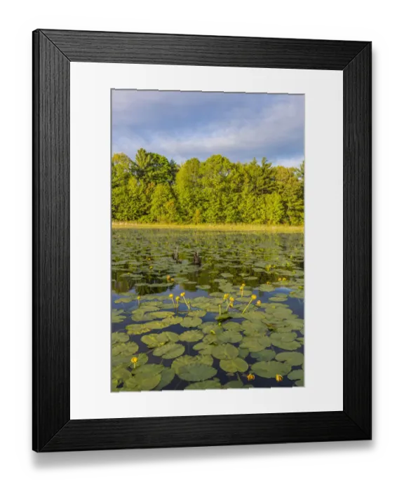 Framed Print : Yellow pond lilies (Nuphar lutea) in pond, Epping, New Hampshire, USA Framed Print : Yellow pond lilies (Nuphar lutea) in pond, Epping, New Hampshire, USA