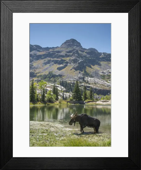 Framed Print : Moose (Alces Alces) in Uintah Wasatch Cache National Forest, Utah, USA Framed Print : Moose (Alces Alces) in Uintah Wasatch Cache National Forest, Utah, USA