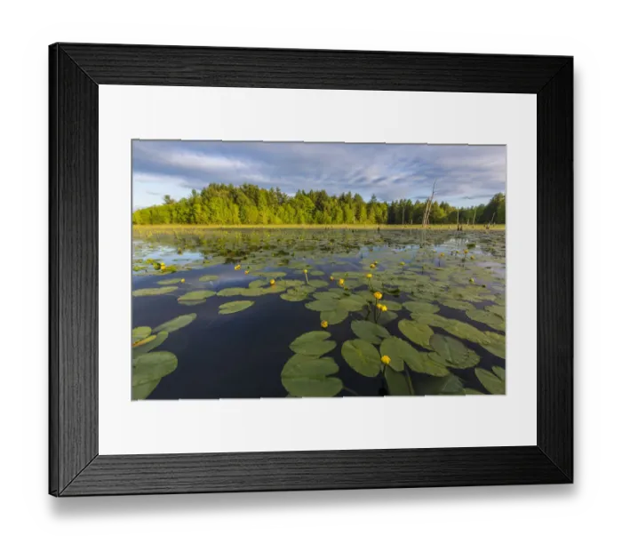 Framed Print : Yellow pond lilies (Nuphar lutea) in pond, Epping, New Hampshire, USA Framed Print : Yellow pond lilies (Nuphar lutea) in pond, Epping, New Hampshire, USA