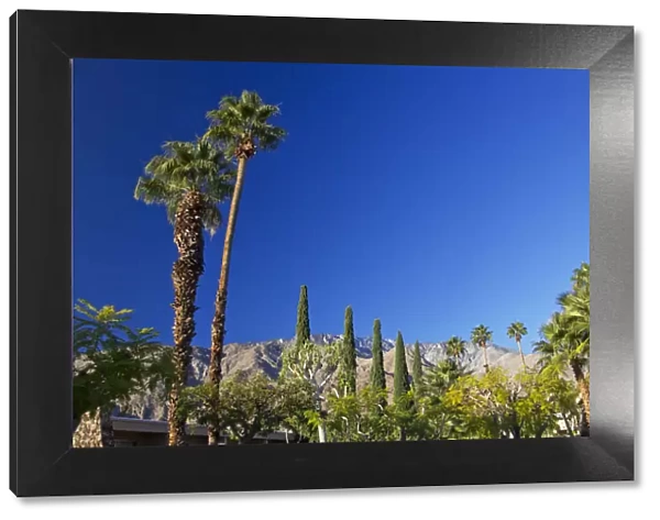 Low angle view of fan palm trees (Washingtonia Filifera), Palm Springs, California, USA