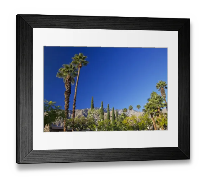 Framed Print : Low angle view of fan palm trees (Washingtonia Filifera), Palm Springs, California, USA