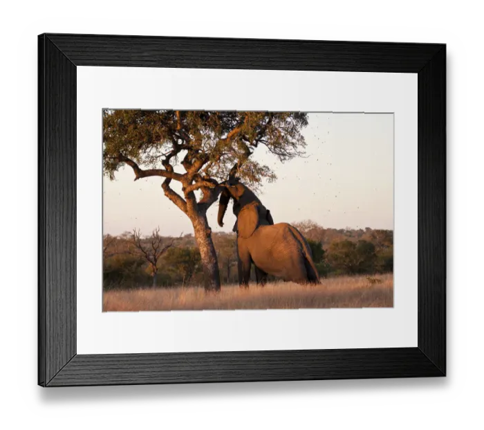 Framed Print : Elephant push marula tree high leaves falling to break Framed Print : Elephant push marula tree high leaves falling to break