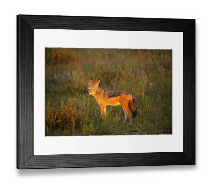 Framed Print : African Black-backed Jackal (Canis mesomelas) at Sunrise in Etosha National Park, Namibia Framed Print : African Black-backed Jackal (Canis mesomelas) at Sunrise in Etosha National Park, Namibia