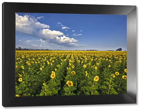 Landscape of field of sunflowers in an agricultural field in the early morning, Magaliesburg, Gauteng Province, South Africa