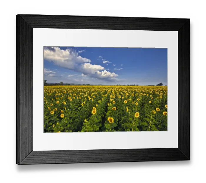 Framed Print : Landscape of field of sunflowers in an agricultural field in the early morning, Magaliesburg, Gauteng Province, South Africa Framed Print : Landscape of field of sunflowers in an agricultural field in the early morning, Magaliesburg, Gauteng Province, South Africa