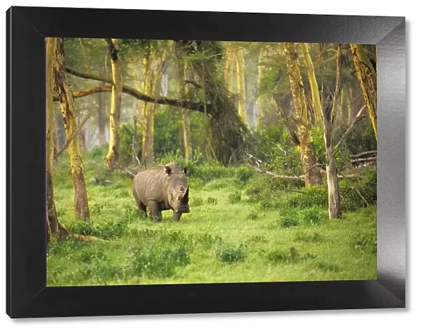 African White rhinoceros (Ceratotherium simum) alone at dawn in the Golden Forest of Fever Trees in Lake Nakuru, Kenya