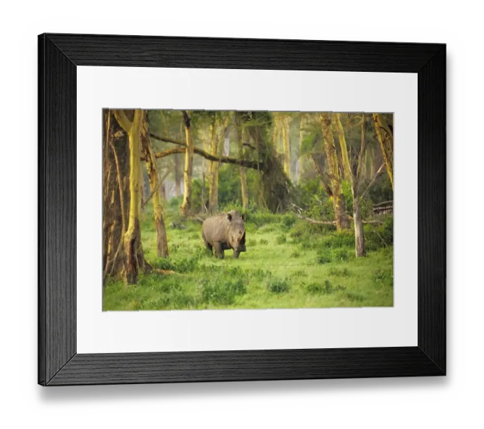 Framed Print : African White rhinoceros (Ceratotherium simum) alone at dawn in the Golden Forest of Fever Trees in Lake Nakuru, Kenya Framed Print : African White rhinoceros (Ceratotherium simum) alone at dawn in the Golden Forest of Fever Trees in Lake Nakuru, Kenya