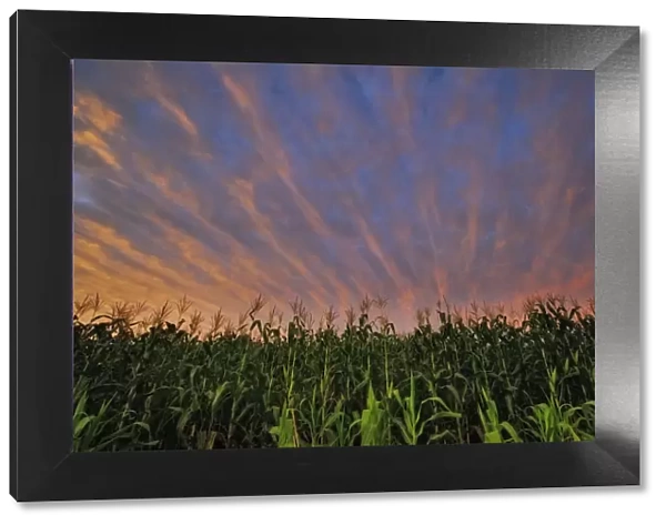 Dramatic Sunset Over Maize (Corn) Fields, Magaliesburg, Gauteng Province, South Africa