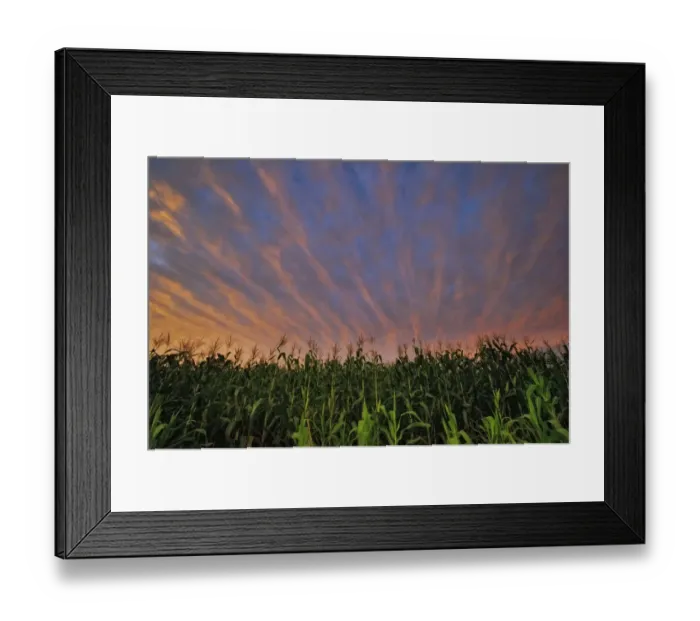 Framed Print : Dramatic Sunset Over Maize (Corn) Fields, Magaliesburg, Gauteng Province, South Africa Framed Print : Dramatic Sunset Over Maize (Corn) Fields, Magaliesburg, Gauteng Province, South Africa