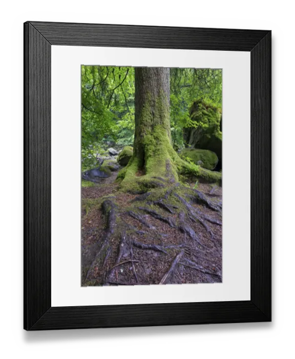 Framed Print : Wet tree trunk and green moss in forest close-up - Hermatidge Bridge Scotland Framed Print : Wet tree trunk and green moss in forest close-up - Hermatidge Bridge Scotland
