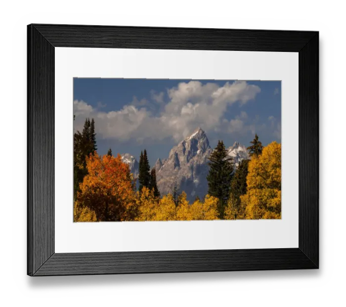 Framed Print : Autumn trees framing Grand Teton, Grand Teton National Park, Wyoming, USA Framed Print : Autumn trees framing Grand Teton, Grand Teton National Park, Wyoming, USA