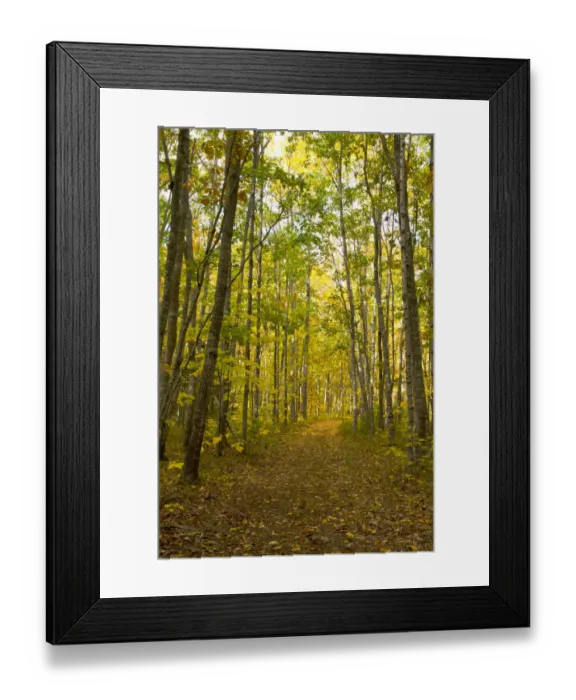 Framed Print : Empty footpath in autumn forest, Maquoit Bay Conservation Land, Brunswick, Maine, New England, USA Framed Print : Empty footpath in autumn forest, Maquoit Bay Conservation Land, Brunswick, Maine, New England, USA