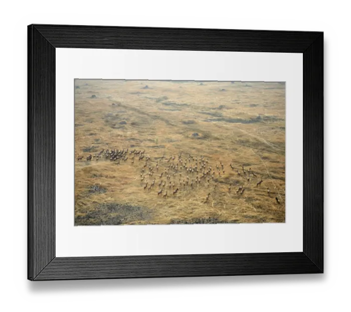 Framed Print : aerial view, animal themes, animals in the wild, antelope, barren, beauty in nature Framed Print : aerial view, animal themes, animals in the wild, antelope, barren, beauty in nature