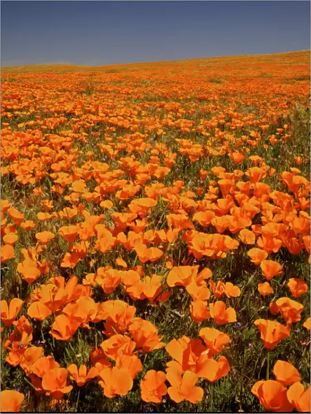 abundance, antelope valley poppy preserve, beauty in nature, california, california poppy