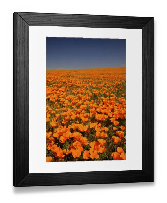 Framed Print : abundance, antelope valley poppy preserve, beauty in nature, california, california poppy