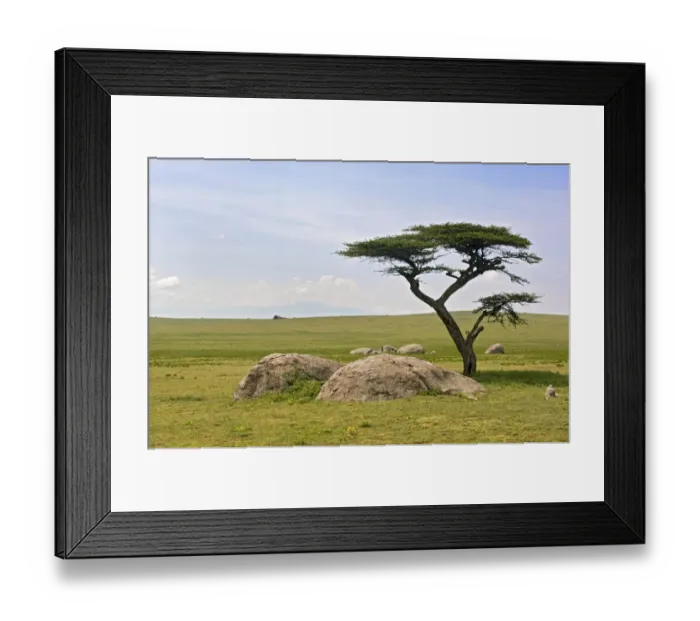 Framed Print : Acacia Tree, Amboseli National Park, Field, Grass, Growth, Horizon Over Land, Landscape Framed Print : Acacia Tree, Amboseli National Park, Field, Grass, Growth, Horizon Over Land, Landscape