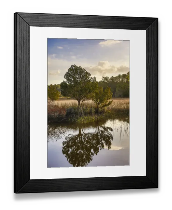 Framed Print : Waterway and morning reflections from two trees and seagrass in water, Skidaway Island State Park, Savannah, Georgia, USA Framed Print : Waterway and morning reflections from two trees and seagrass in water, Skidaway Island State Park, Savannah, Georgia, USA