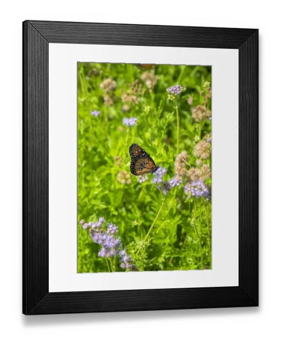 Framed Print : Monarch butterfly on Buttonbush flower, Austin, Texas, USA Framed Print : Monarch butterfly on Buttonbush flower, Austin, Texas, USA