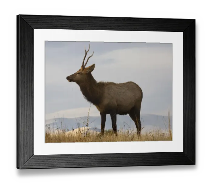 Framed Print : Young male elk with horns eating grass, National Bison Range, Charlo, Montana, USA Framed Print : Young male elk with horns eating grass, National Bison Range, Charlo, Montana, USA