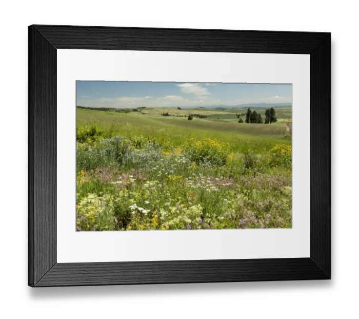 Framed Print : Meadow with colorful wildflowers, Palouse, Washington State, USA Framed Print : Meadow with colorful wildflowers, Palouse, Washington State, USA