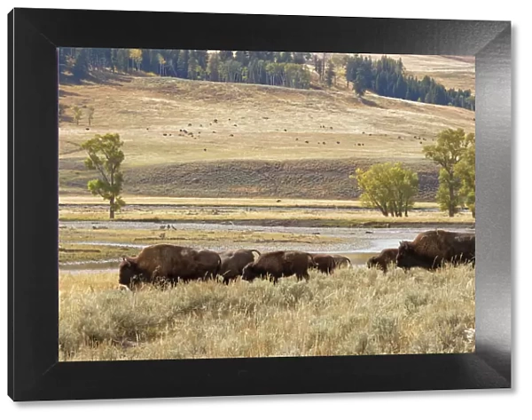 Herd of Bison (Bovinae) in fall, Lamar Valley, Yellowstone National Park, Montana, Wyoming, USA