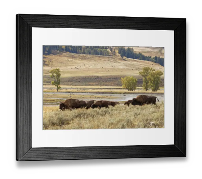 Framed Print : Herd of Bison (Bovinae) in fall, Lamar Valley, Yellowstone National Park, Montana, Wyoming, USA Framed Print : Herd of Bison (Bovinae) in fall, Lamar Valley, Yellowstone National Park, Montana, Wyoming, USA