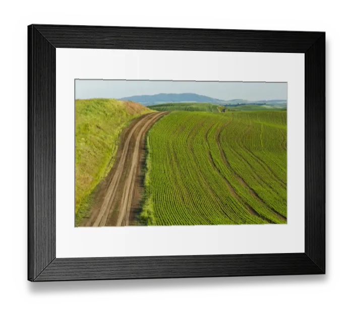 Framed Print : Empty dirt road across rolling hills of wheat crop, Palouse, Washington State, USA