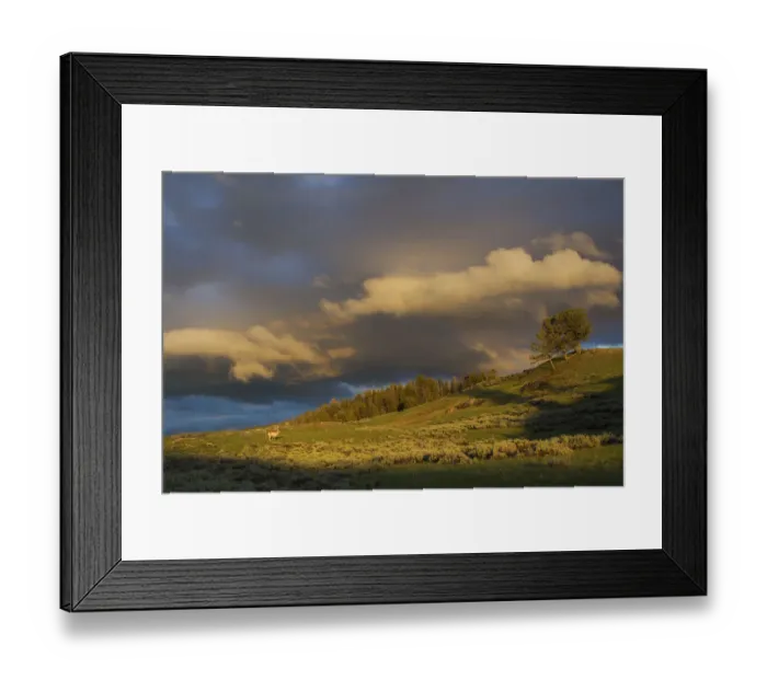 Framed Print : Clearing Thunderstorm over Yellowstone National Park, Pronghorn Antelope (Antilocapra Americana) standing in grass, Wyoming, USA Framed Print : Clearing Thunderstorm over Yellowstone National Park, Pronghorn Antelope (Antilocapra Americana) standing in grass, Wyoming, USA