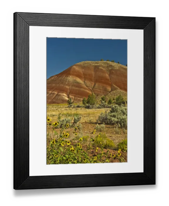 Framed Print : Sunflowers, Painted Hills, John Day Fossil Beds National Monument, Mitchell, Oregon, USA Framed Print : Sunflowers, Painted Hills, John Day Fossil Beds National Monument, Mitchell, Oregon, USA