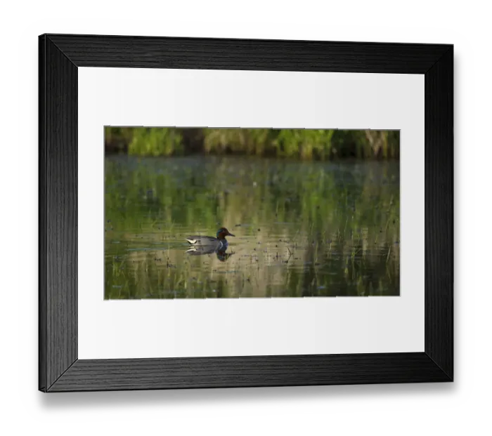 Framed Print : Green-winged Teal (Anas crecca) drake, Baskett Slough National Wildlife Refuge, Oregon, USA