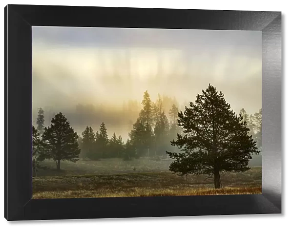 Foggy meadow with trees at dawn, Midway Geyser Basin, Yellowstone National Park, Wyoming, USA