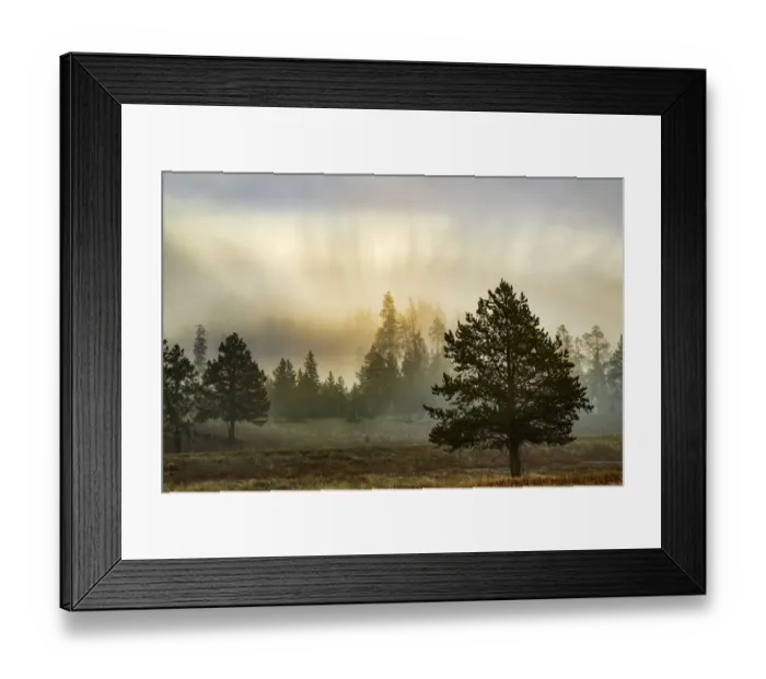Framed Print : Foggy meadow with trees at dawn, Midway Geyser Basin, Yellowstone National Park, Wyoming, USA Framed Print : Foggy meadow with trees at dawn, Midway Geyser Basin, Yellowstone National Park, Wyoming, USA