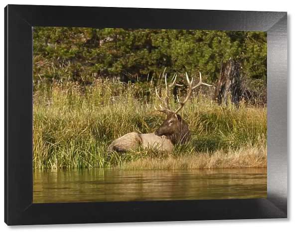 Bull Elk (Cervus canadensis) along Madison River, Yellowstone National Park, Montana, Wyoming, USA