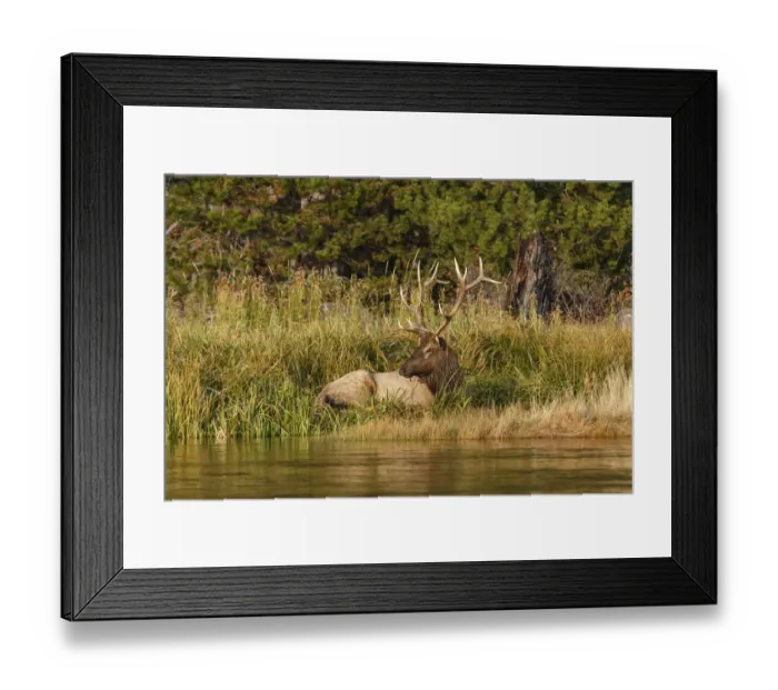 Framed Print : Bull Elk (Cervus canadensis) along Madison River, Yellowstone National Park, Montana, Wyoming, USA Framed Print : Bull Elk (Cervus canadensis) along Madison River, Yellowstone National Park, Montana, Wyoming, USA