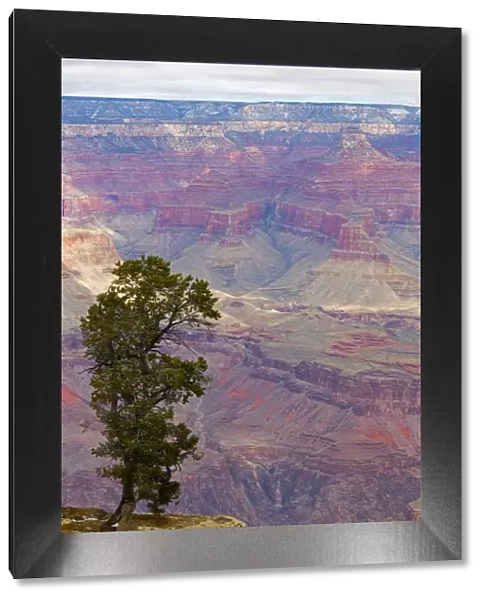 Tree and South Rim, Grand Canyon National Park, Arizona, USA