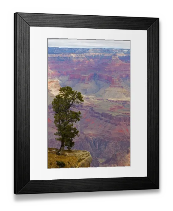Framed Print : Tree and South Rim, Grand Canyon National Park, Arizona, USA Framed Print : Tree and South Rim, Grand Canyon National Park, Arizona, USA