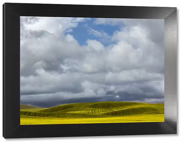 Canola field on cloudy day, Palouse, Washington State, USA