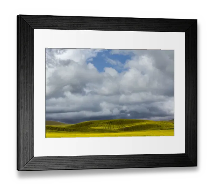 Framed Print : Canola field on cloudy day, Palouse, Washington State, USA Framed Print : Canola field on cloudy day, Palouse, Washington State, USA