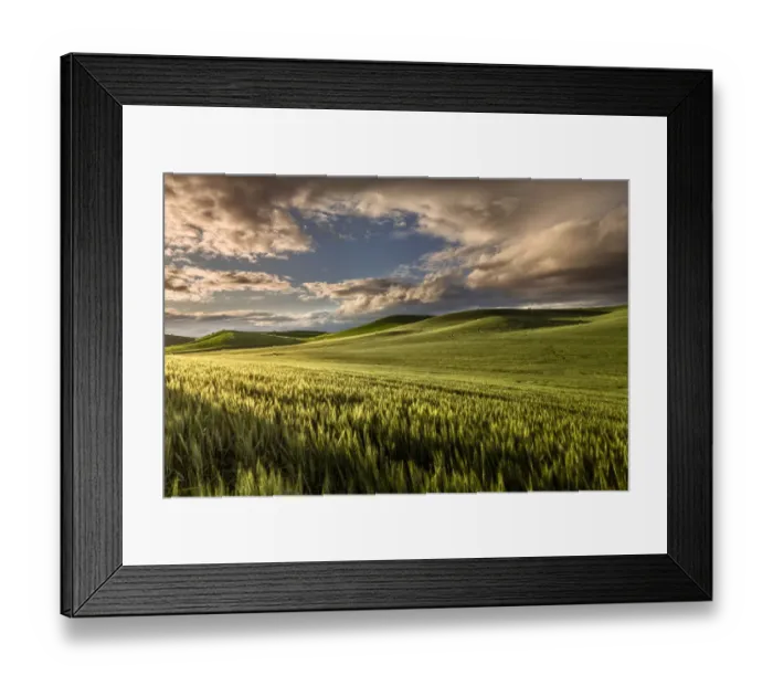 Framed Print : Rolling hills of wheat at sunrise, Palouse, Washington State, USA Framed Print : Rolling hills of wheat at sunrise, Palouse, Washington State, USA