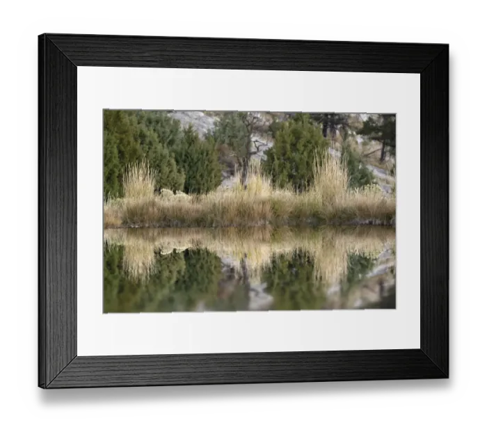 Framed Print : Grass reflection, Canary Spring, Yellowstone National Park, Montana, Wyoming, USA Framed Print : Grass reflection, Canary Spring, Yellowstone National Park, Montana, Wyoming, USA