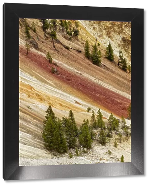 Trees and colorful patterns on canyon walls, Grand Canyon of Yellowstone, Yellowstone National Park, Montana, Wyoming, USA