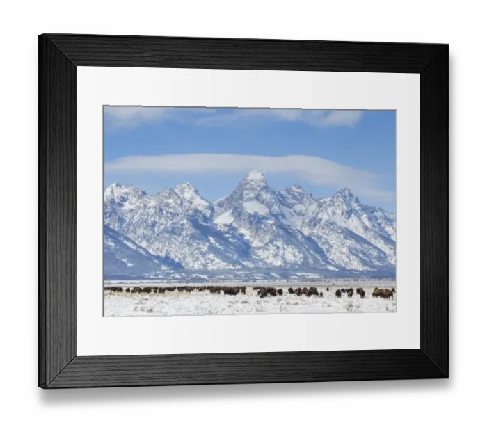 Framed Print : Herd of bison (Bison bison) grazing in winter on Antelope Flats, Grand Teton National Park, Teton county, Wyoming, USA